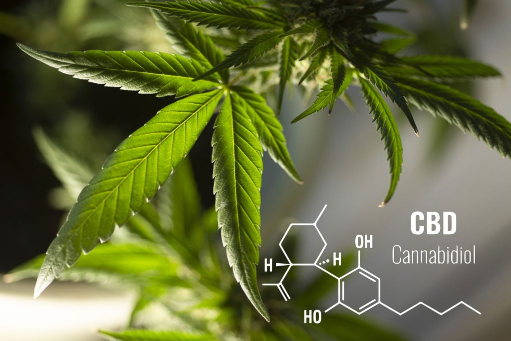 types-of-cannabis-cbd