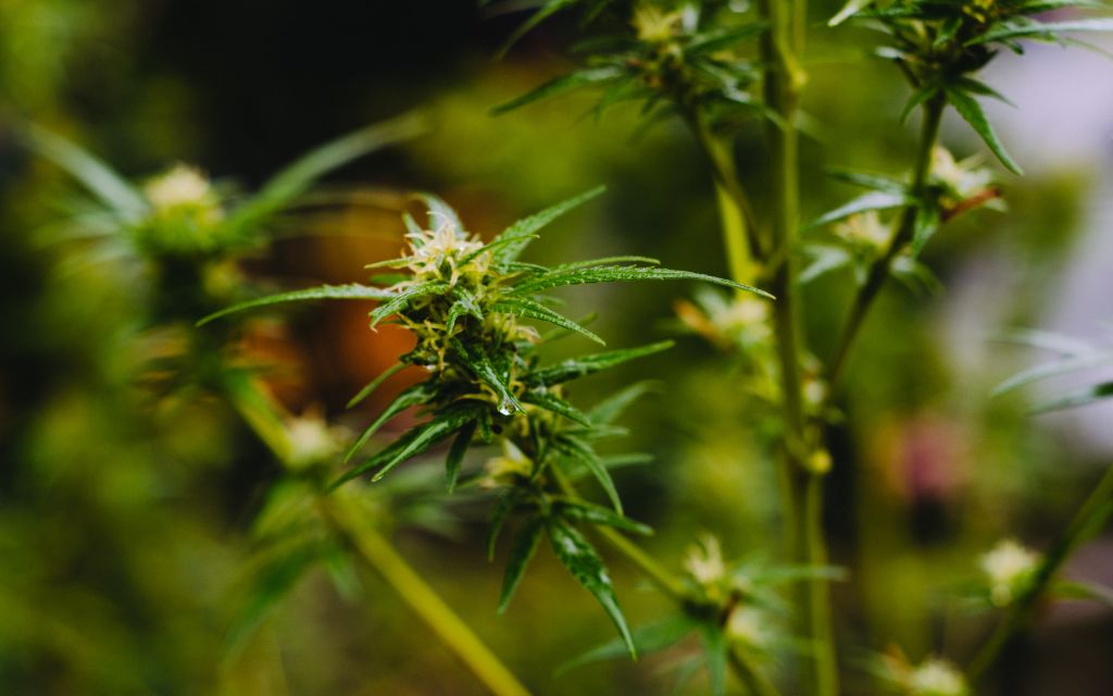 cannabis-autoflowering-strains