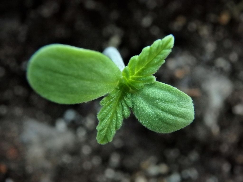 cannabis-clone-plant