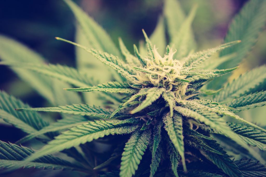 cannabis-strains