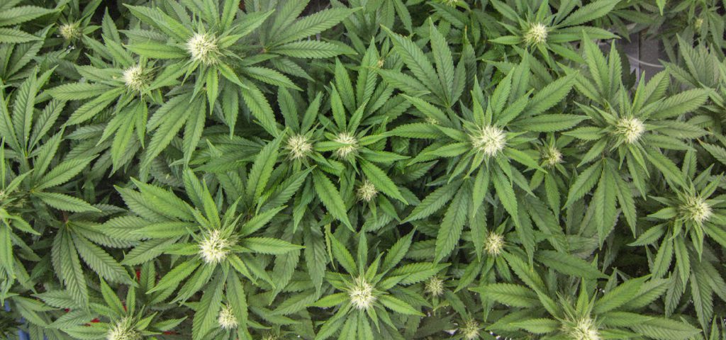 12-28-21-B.C.-Pilot-Program-Helps-13-of-53-Unlicensed-Growers-Get-Cannabis-Licenses-1024x480-1